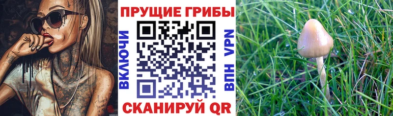 Галлюциногенные грибы Psilocybine cubensis  Купить где  Бугульма 
